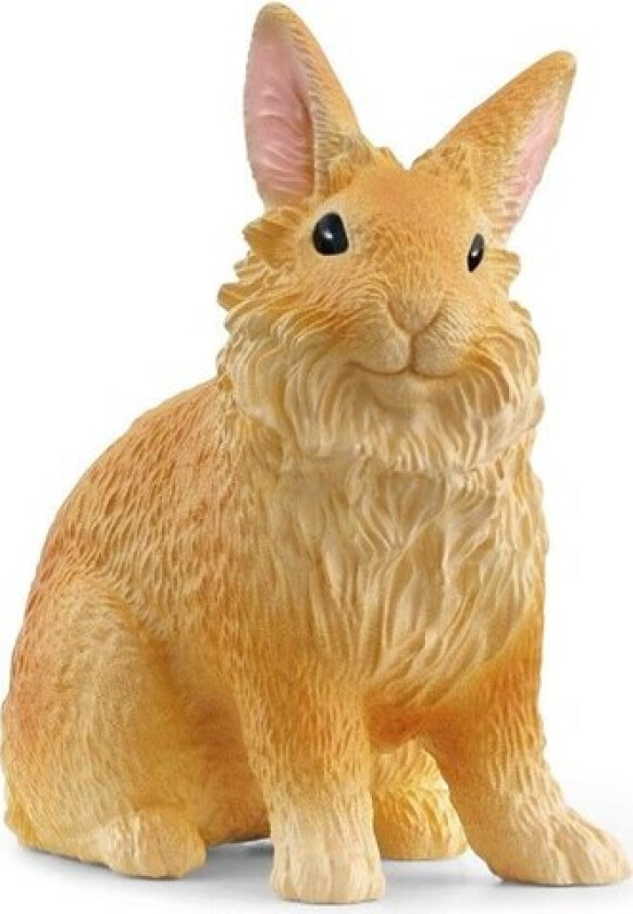 Lionhead Rabbit