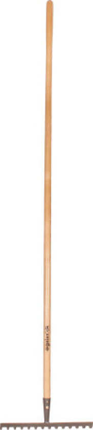 Galax rive, 14-tann/36,0 cm