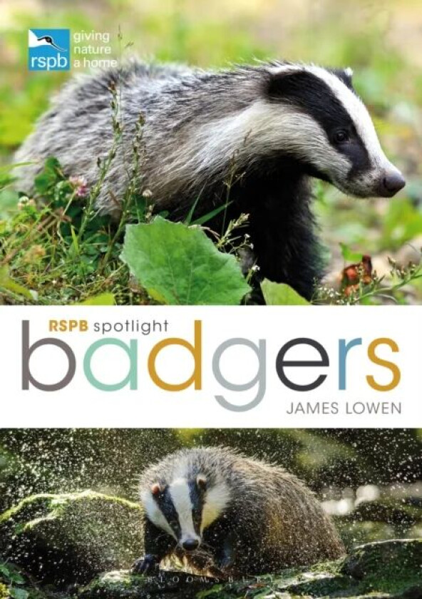 RSPB Spotlight: Badgers av James Lowen