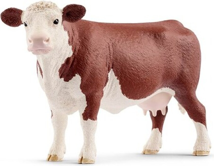 Hereford cow