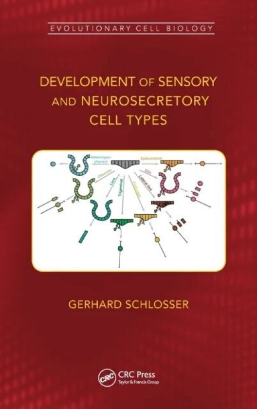 Development of Sensory and Neurosecretory Cell Types av Gerhard Schlosser