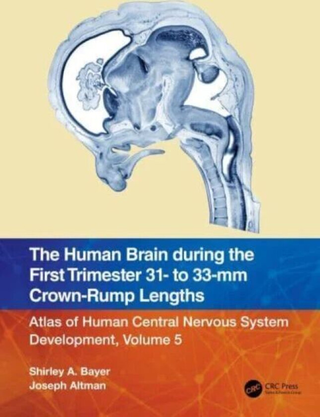 The Human Brain during the First Trimester 31- to 33-mm Crown-Rump Lengths av Shirley A. (Indianapolis Indiana USA) Bayer, Joseph (Indianapolis Indian