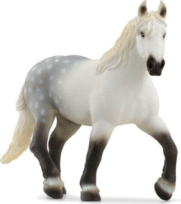 Percheron Mare