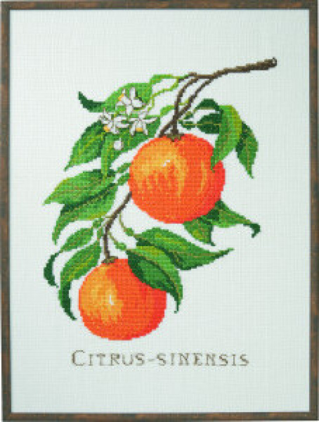 Broderisett Citrus-senensis 29x39cm