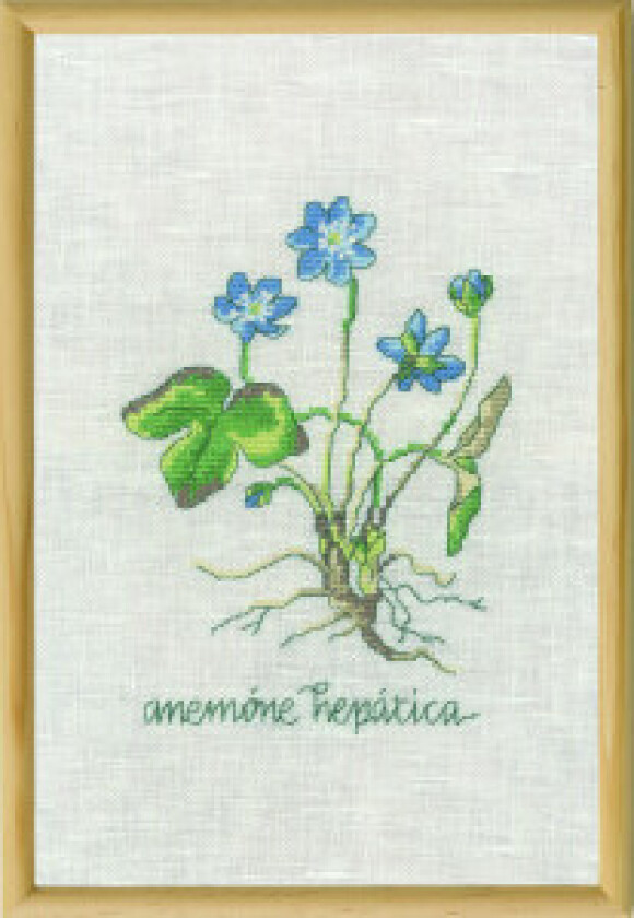 Broderisett Blå anemone 20x30cm