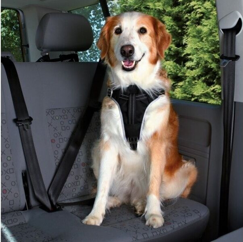 Comfort car harness M: 50-65 cm/20 mm black