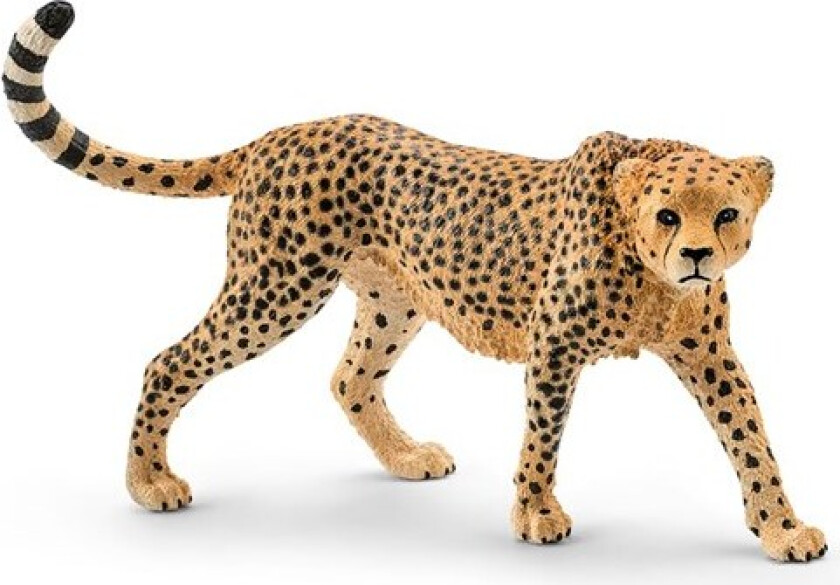 Cheetah female