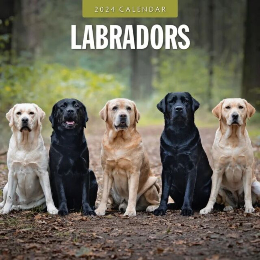 Labradors 2024 Square Wall Calendar av Red Robin Publishing Ltd.