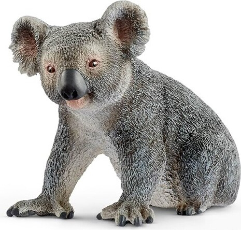 Koala bear