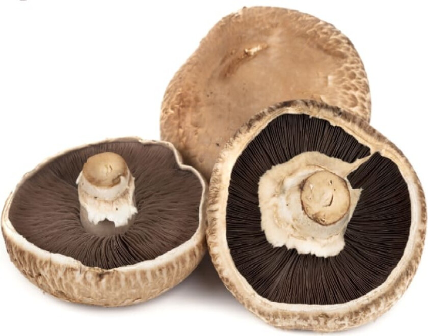 Portobello Sopp
