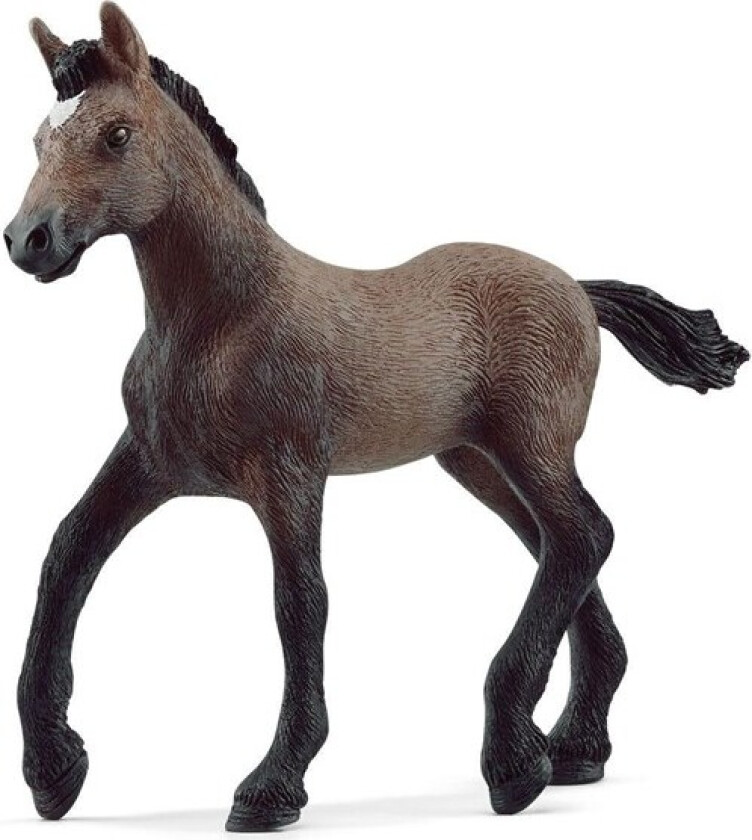 Peruvian Paso Foal