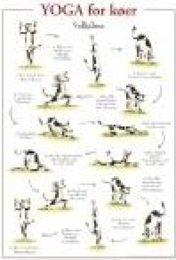 Yoga for køer PLAKAT