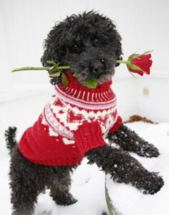 Bilde av Valentino by DROPS Design - Hundegenser Strikkeoppskrift str. XS - L - Large