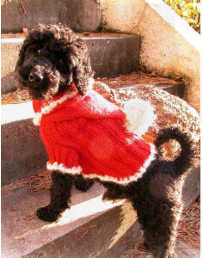 Santa Dog by DROPS Design - Genser til hund Strikkeoppskrift str. XS - - Medium