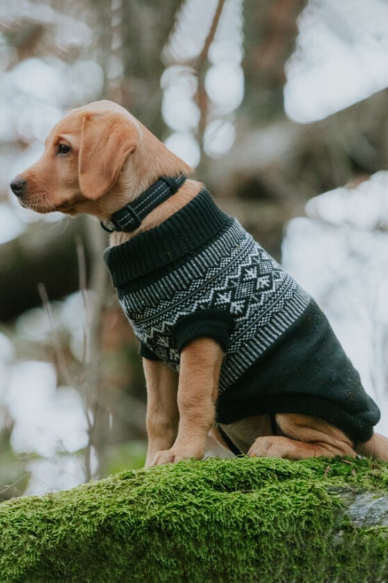 Bilde av DOGMAN Hundegenser Iselin str 25cm 25