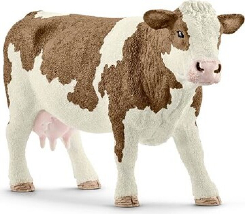 Simmental Cow