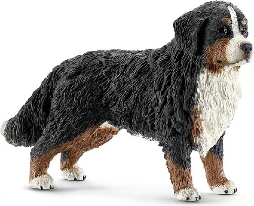 Bernese mountain dog female