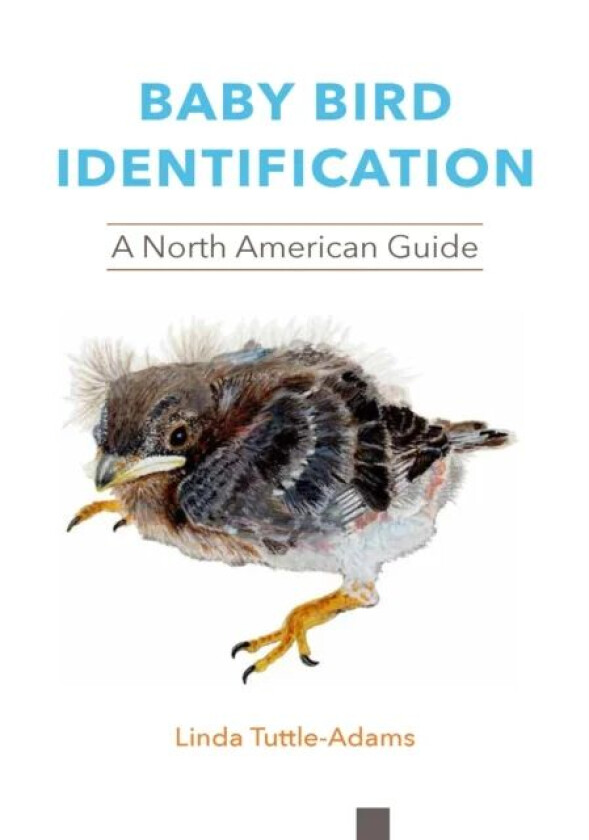 Baby Bird Identification av Linda Tuttle-Adams