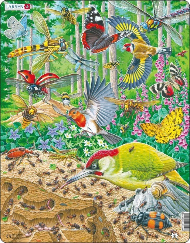 Bustling life on the forest floor