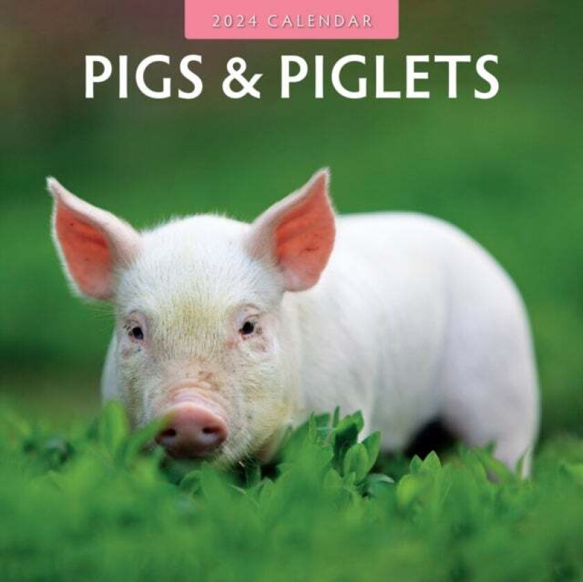 Pigs & Piglets 2024 Square Wall Calendar av Red Robin Publishing Ltd.