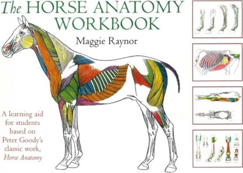 Horse Anatomy Workbook av Maggie Raynor