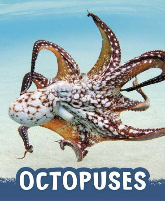 Octopuses av Jaclyn Jaycox