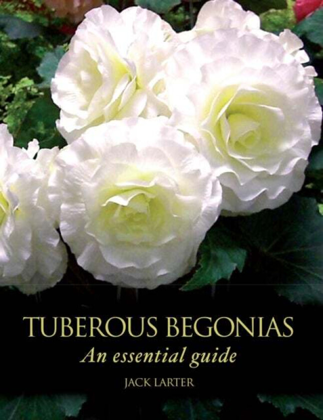 Tuberous Begonias av Jack Larter
