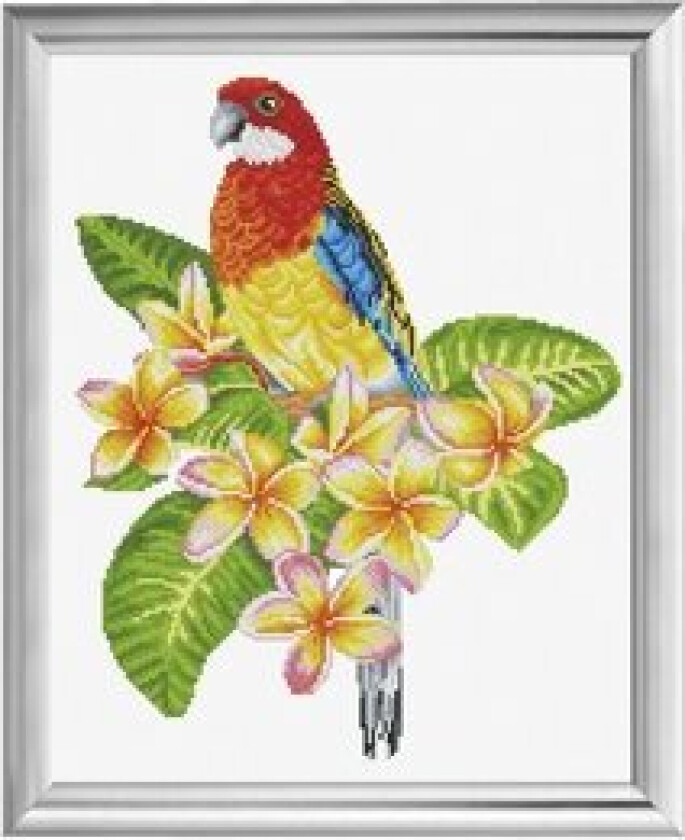 Broderipakke Bilde Frangipani Rosella