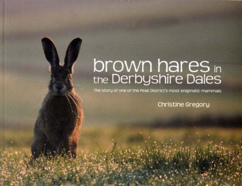 Brown Hares in the Derbyshire Dales av Christine Gregory