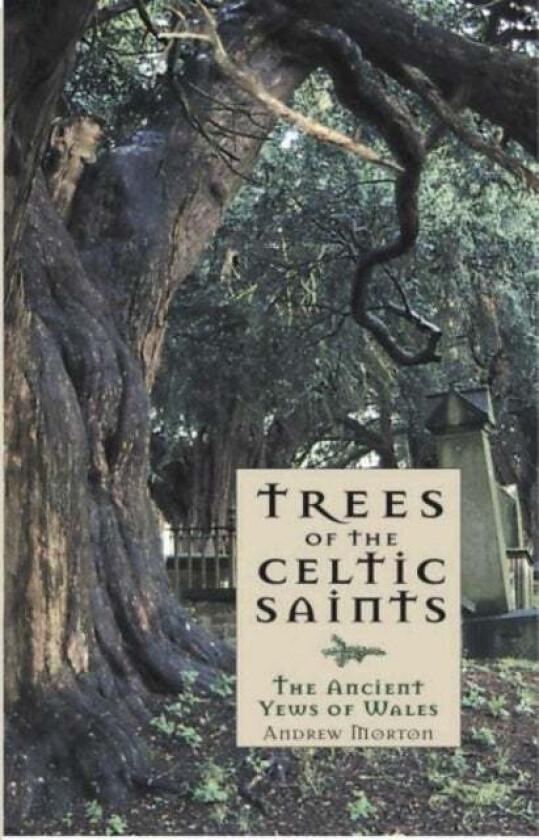 Trees of the Celtic Saints   The Ancient Yews of Wales av Andrew Morton