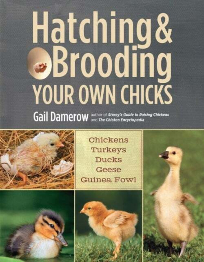 Hatching & Brooding Your Own Chicks av Gail Damerow