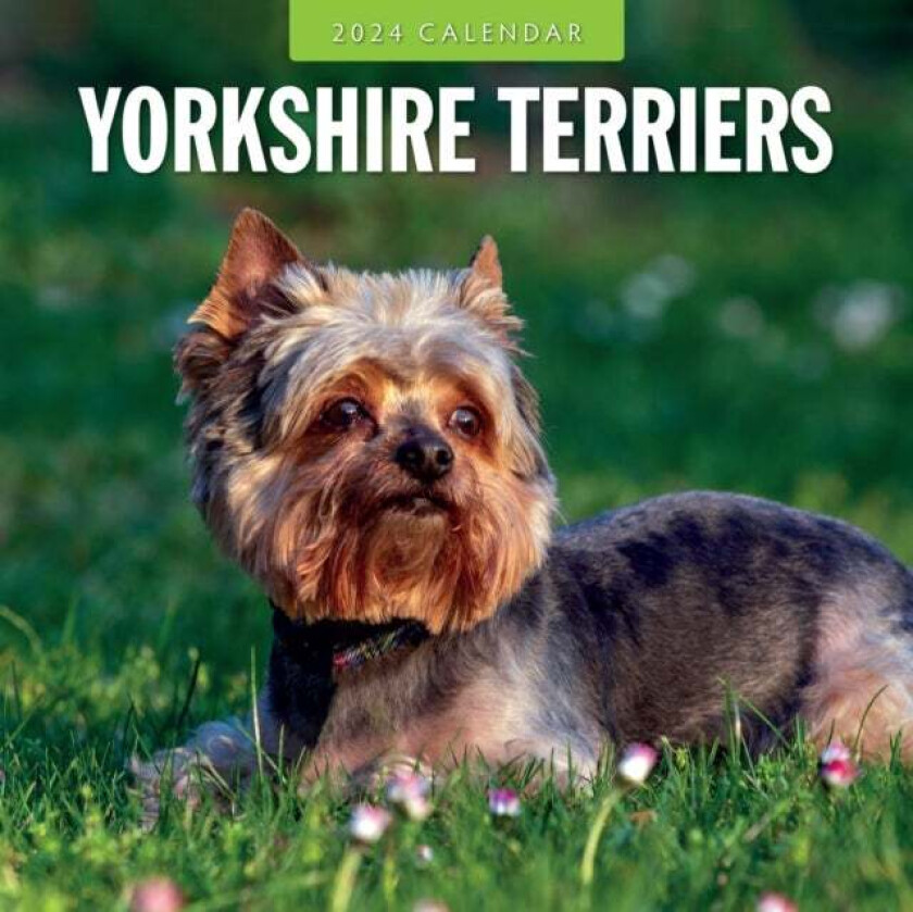 Yorkshire Terriers 2024 Square Wall Calendar av Red Robin Publishing Ltd.