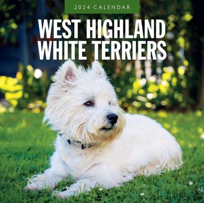 West Highland White Terriers 2024 Square Wall Calendar av Red Robin Publishing Ltd.