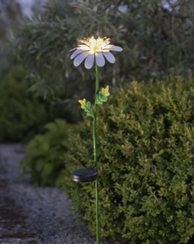 Solcelledekorasjon Daisy Prestekrage