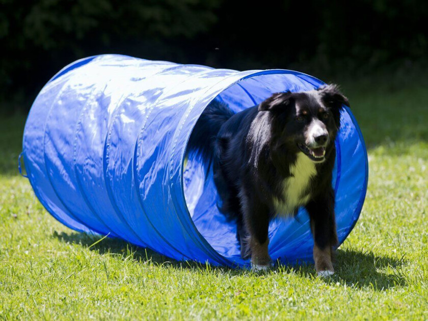 Sporzoo Agility-tunnel - 152 cm x 60 cm