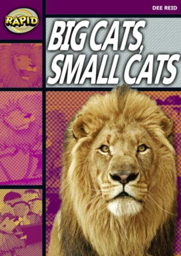 Rapid Reading: Big Cats Small Cats (Stage 1, Level 1A) av Dee Reid