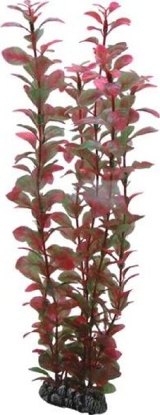 Bilde av Ludwigia 34 cm