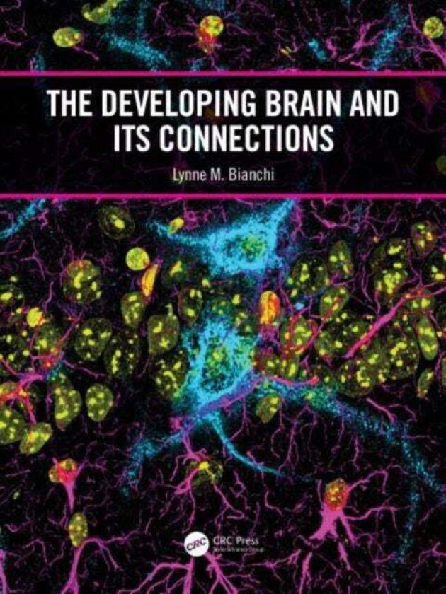 The Developing Brain and its Connections av Lynne M. Bianchi