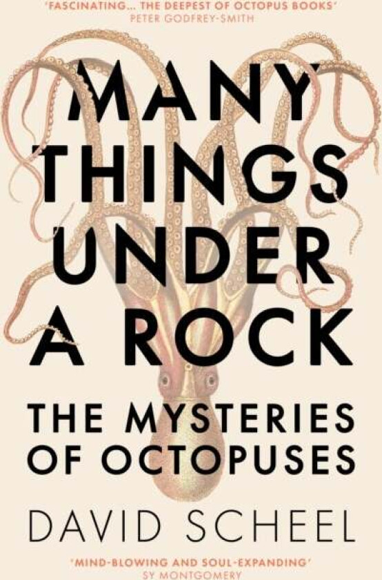 Many Things Under a Rock av David Scheel
