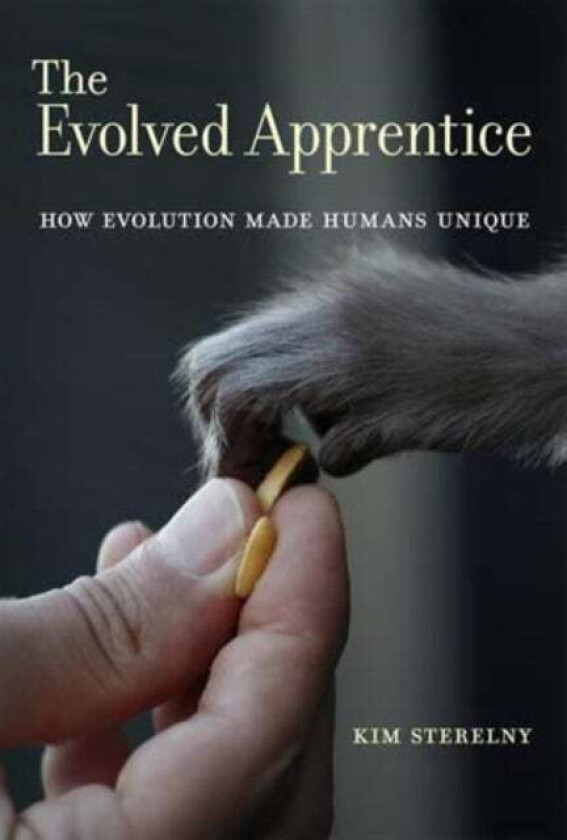 The Evolved Apprentice av Kim (Professor Australian National University) Sterelny
