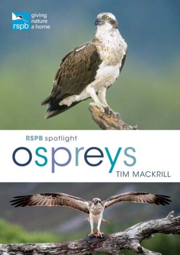 RSPB Spotlight Ospreys av Tim (Author) Mackrill