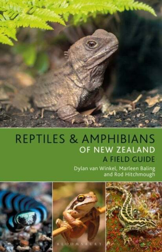 Reptiles and Amphibians of New Zealand av Dylan van Winkel, Marleen Baling, Rod Hitchmough