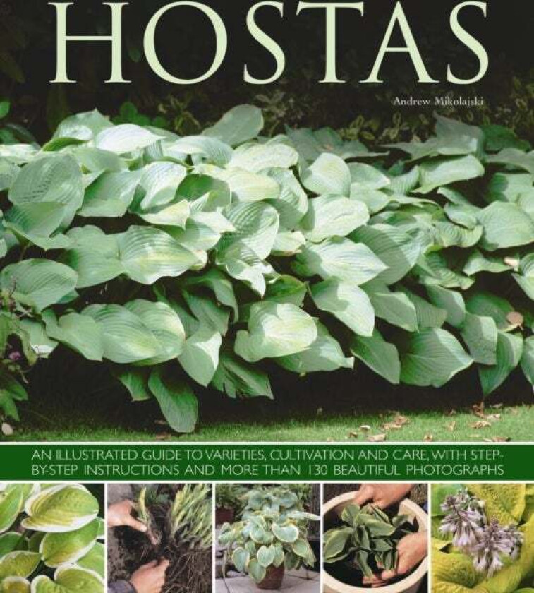 Hostas av Andrew Mikolajski