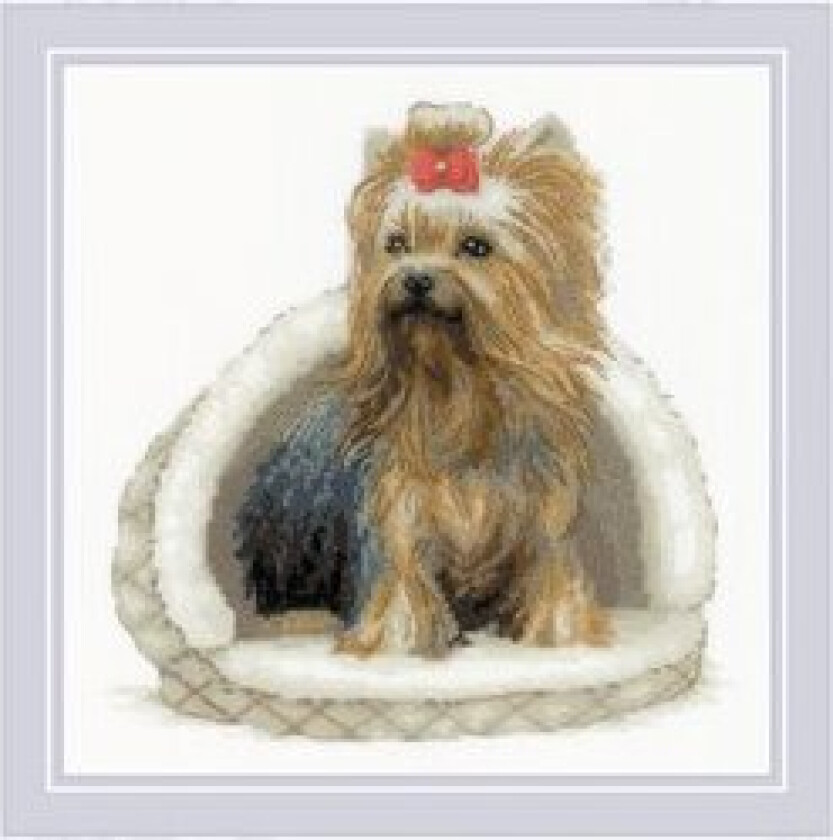 Broderipakke Bilde Yorkshireterrier