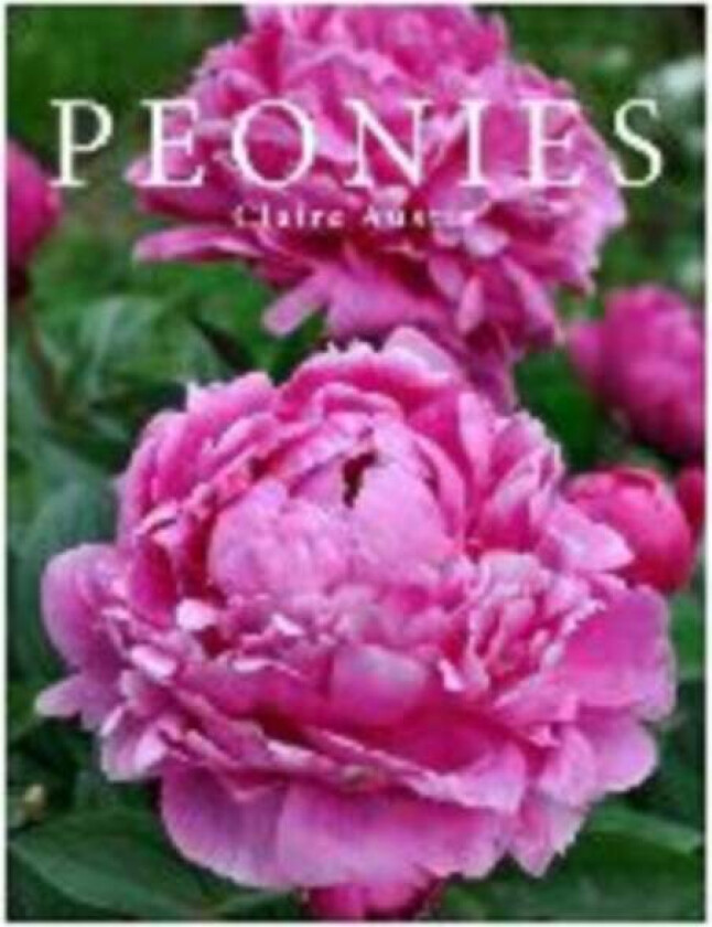 Peonies av Claire Austin