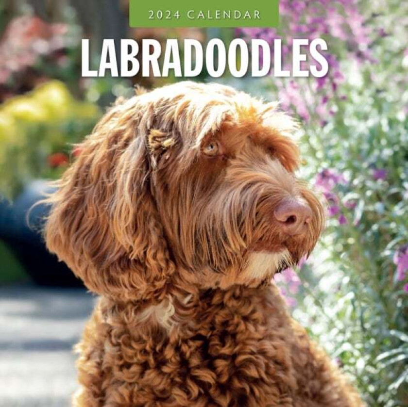 Labradoodles 2024 Square Wall Calendar av Red Robin Publishing Ltd.