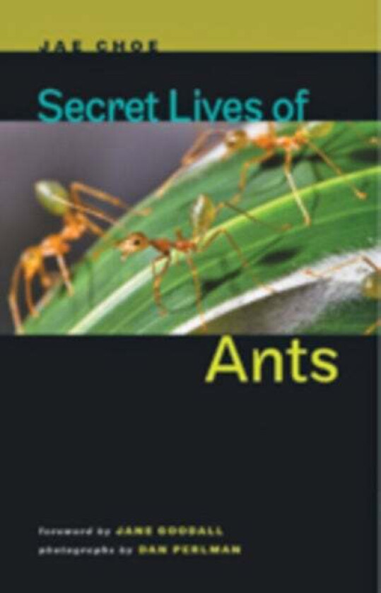 Secret Lives of Ants av Jae (Director Natural History Museum Director Institute of EcoScience) Choe
