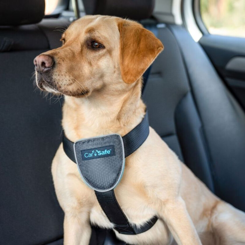 "Hundesele Company of Animals Carsafe Crash Tested Blue 60 cm Transport"