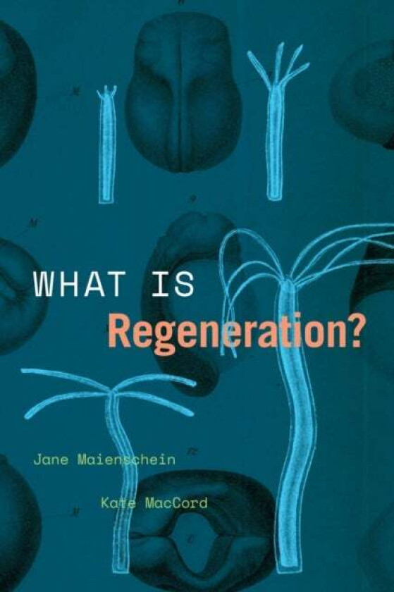 What Is Regeneration? av Jane Maienschein, Kate MacCord