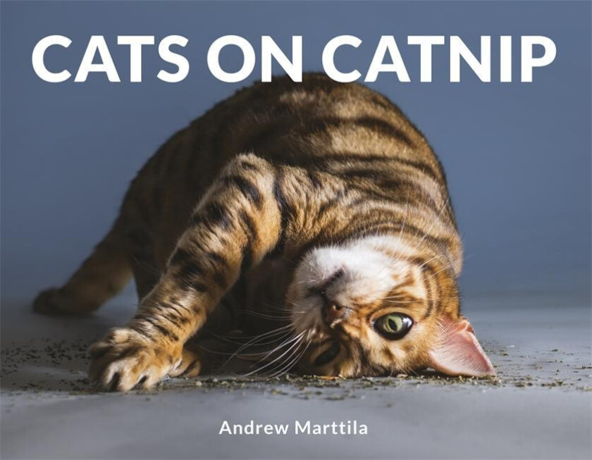 Cats on Catnip av Andrew Marttila